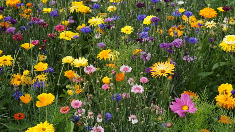 Mix of colorful flowers in a meadow garden.