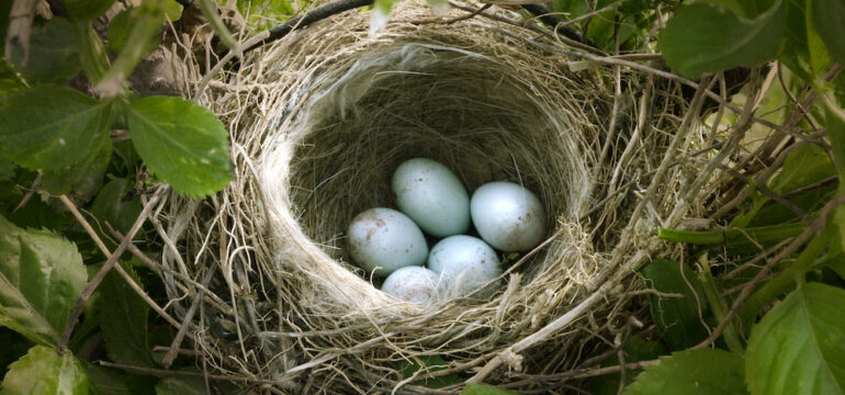Small bird's nest with five light blue eggs.