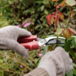 How Does Your Garden Grow? Try These Best Pruning Practices