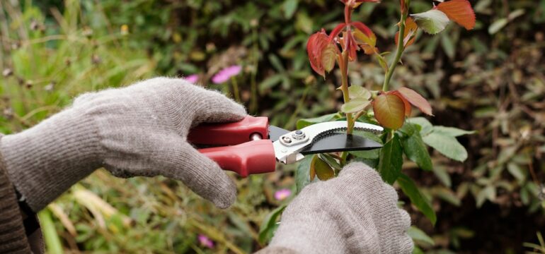 Gloved hands of gardener with scissors pruning top of rose bush growing on flowerbed in the garden while taking care of plants.