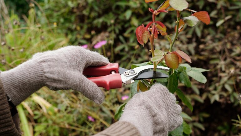 Gloved hands of gardener with scissors pruning top of rose bush growing on flowerbed in the garden while taking care of plants.